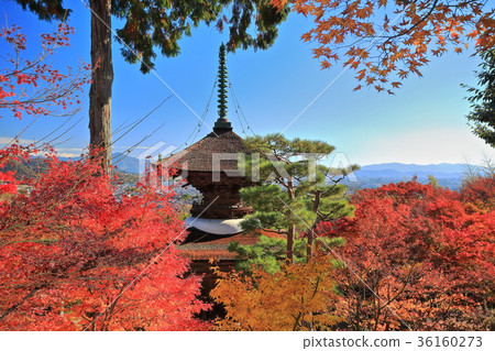 Tokomitsu-koji Autumn leaves (Takobo) Tokomitsu-koji Autumn leaves (Takobo) 36160273