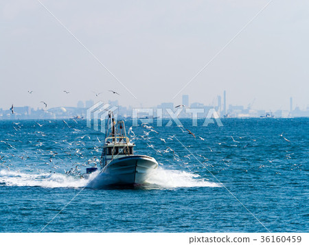 明石海峽釣魚短觀 36160459