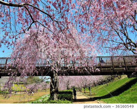 Hill of Hokkaido Fudoko The weeping cherry blossoms in full bloom 36160549