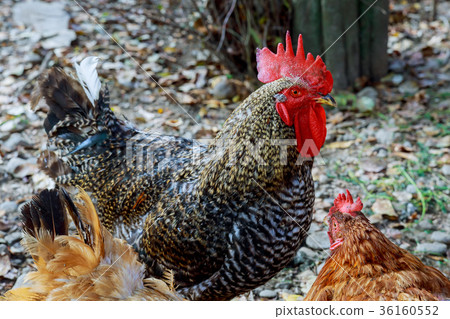 cocks with red comb in the garden 36160552