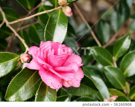 Sasanka flower sasanka camellia family 36160906