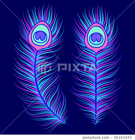 Peacock feathers on dark blue background 36161043