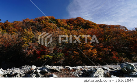 Autumn of Nagaku 36161044