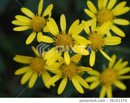 Shimakagiku Shimakagiku 36161374