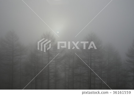 Fog Fog 36161559