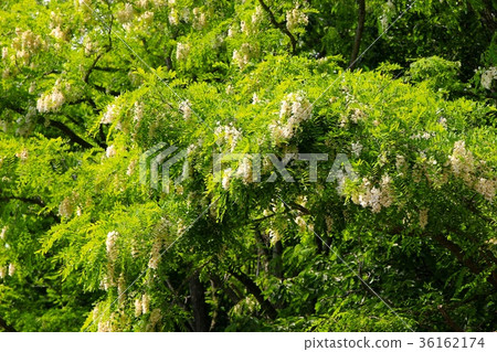 Blooming fake acacia flowers Blooming fake acacia flowers 36162174