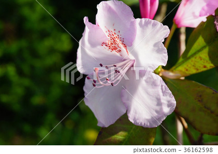 淺紅紫色是美麗的Ryukyutsuji 36162598