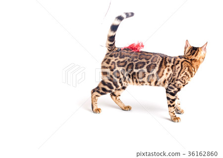 Bengal cat brown spotted 36162860
