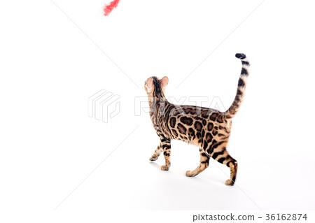 Bengal cat brown spotted Bengal cat brown spotted 36162874