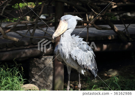 鯨頭鸛 鯨頭鸛 36162986