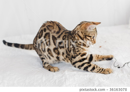 Bengal cat brown spotted 36163078
