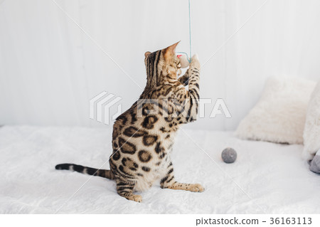 Bengal cat brown spotted 36163113