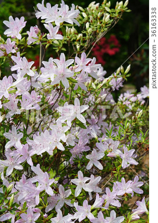 A light reddish purple is a beautiful Ryukyutsutsuji 36163338