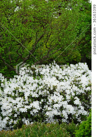 Elegant white rhubarb azalea Elegant white rhubarb azalea 36163399