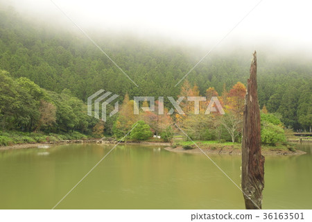 明池落羽松 明池落羽松 36163501