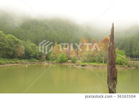 明池落羽松 36163504