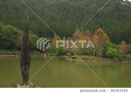 明池落羽松 36163505