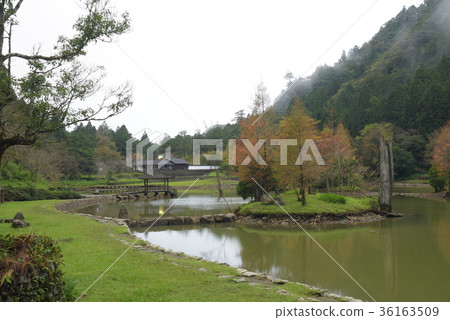 明池落羽松 36163509