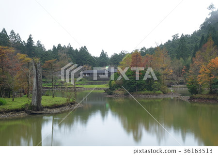 明池落羽松 36163513