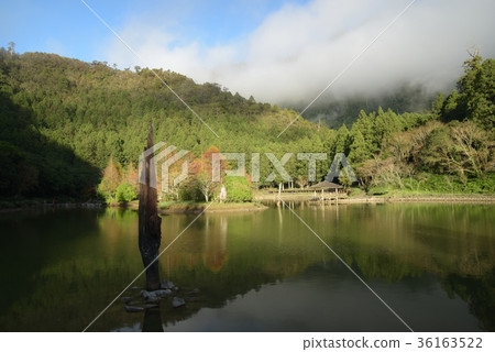 明池落羽松 36163522