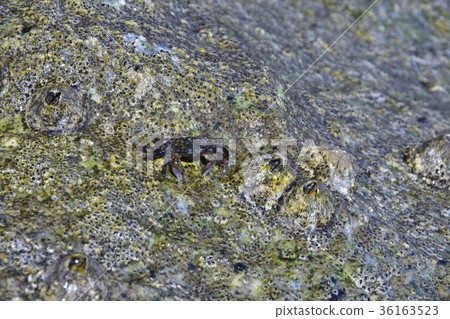 Iso蟹 Iso蟹 36163523