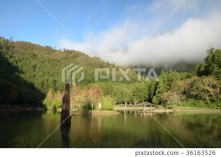 明池落羽松 36163526