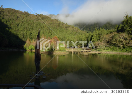 明池落羽松 36163528