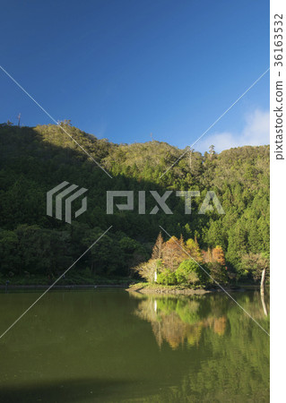 明池落羽松 36163532