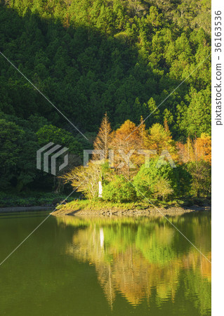 明池落羽松 36163536