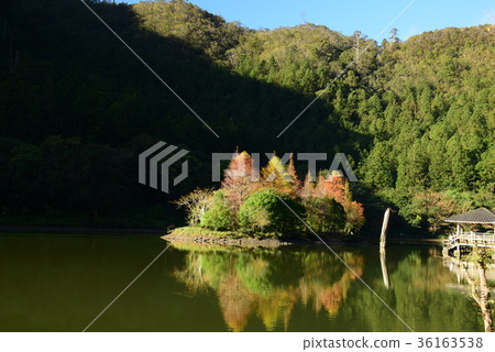 明池落羽松 36163538