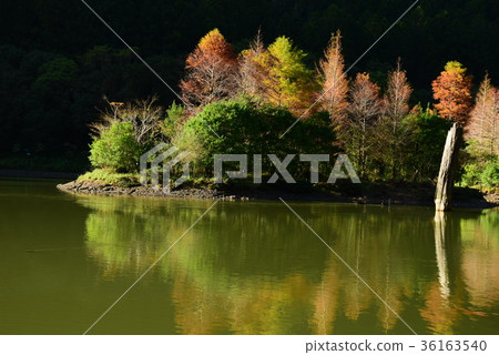 明池落羽松 36163540