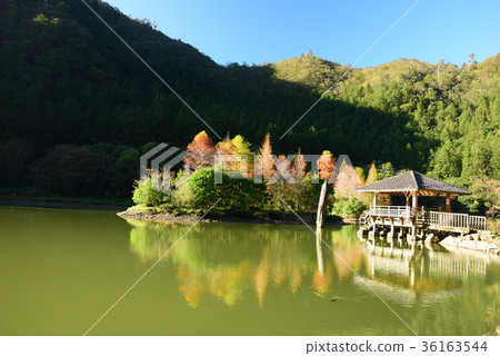 明池落羽松 36163544