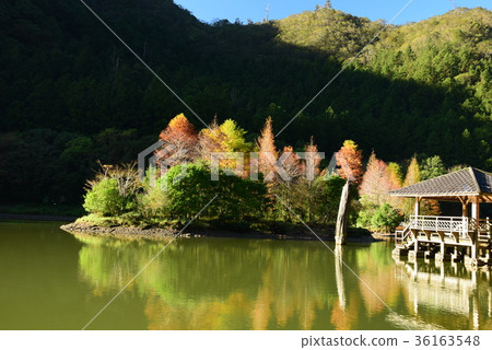 明池落羽松 36163548