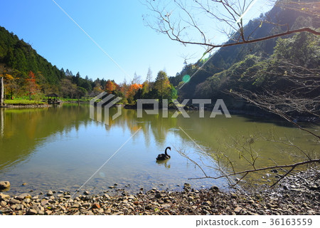 明池落羽松 36163559