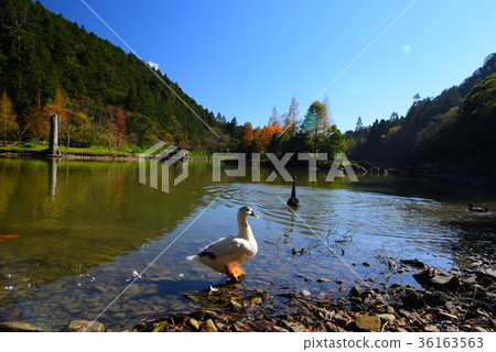 明池落羽松 36163563