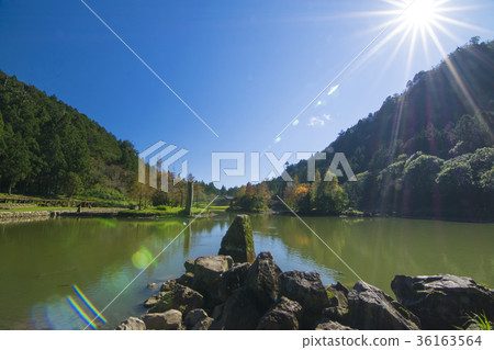 明池落羽松 36163564