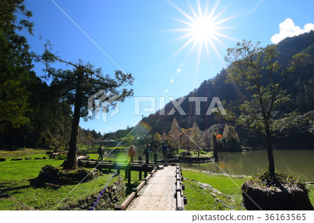 明池落羽松 36163565