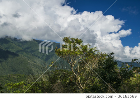 明池落羽松 36163569