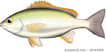Isaki(成年)魚插圖,向量格式,白色背景(png 具有透明背景),單張圖片。 Isaki(成年)魚插圖,向量格式,白色背景(png 具有透明背景),單張圖片。 36163899