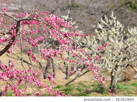 Iwamotoyama Park梅花園-34419 36163969