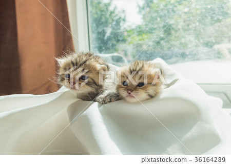 Cute lazy kitten 36164289