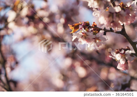 sakura blossom in warm spring morning sakura blossom in warm spring morning 36164501