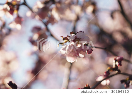 macro shot of sakura blossom in warm spring macro shot of sakura blossom in warm spring 36164510