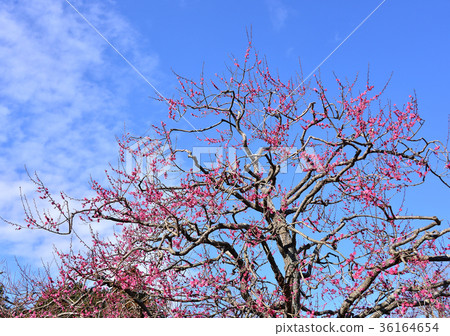 Koume-34275 36164654