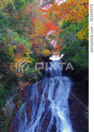 Waterfalls and colored leaves of Jako-ji Temple Takachihocho Miyazaki Prefecture Iwato 36164979