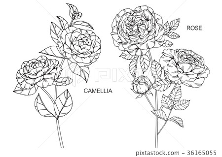 Rose and Camellia flower drawing illustration.  36165055