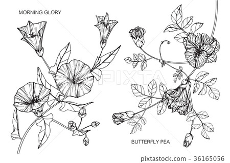 Flower drawing illustration.  36165056