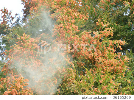 Cedar pollen-19733 36165269
