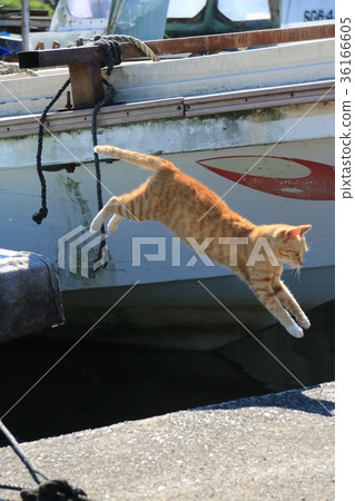 茶老虎貓從小船飛到岸邊在琵琶湖漁港 茶老虎貓從小船飛到岸邊在琵琶湖漁港 36166605