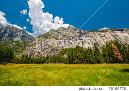 Meadow in Yosemite National Park Valley Meadow in Yosemite National Park Valley 36166758